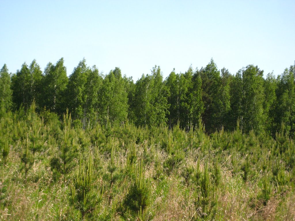 Молодая сосновая поросль (A young pine shoots), Глядянское