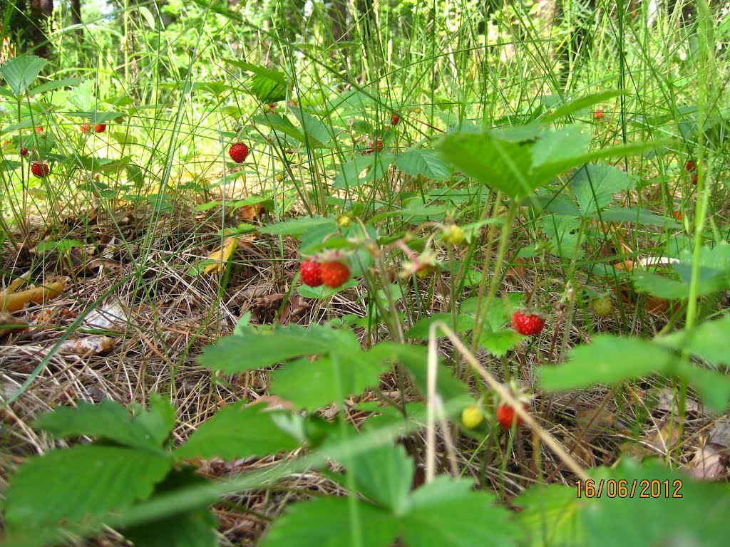 Земляника в лесу (strawberries in the woods), Глядянское