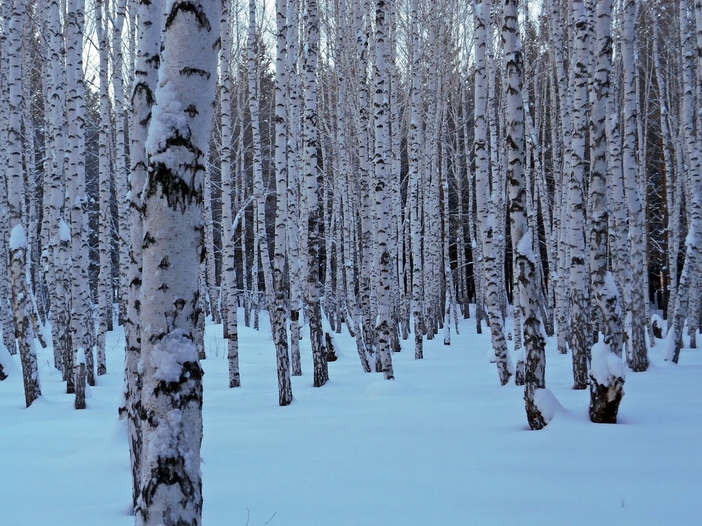 Зимний лес, Кетово