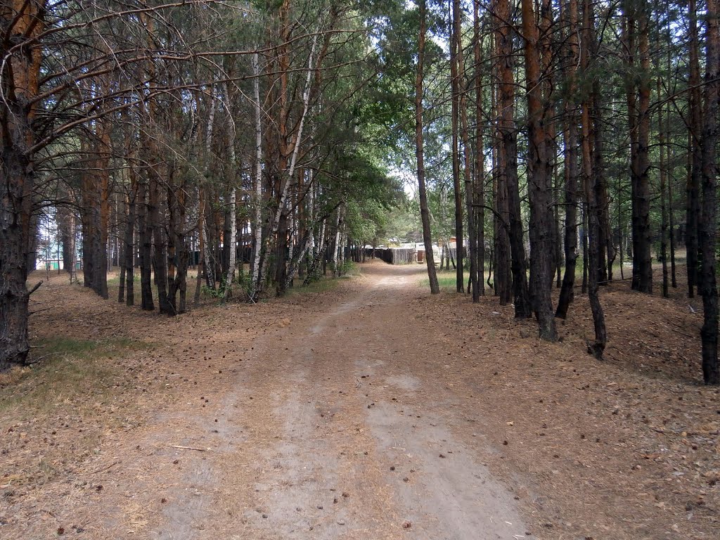 дорожка к особняку в лесу, Кетово