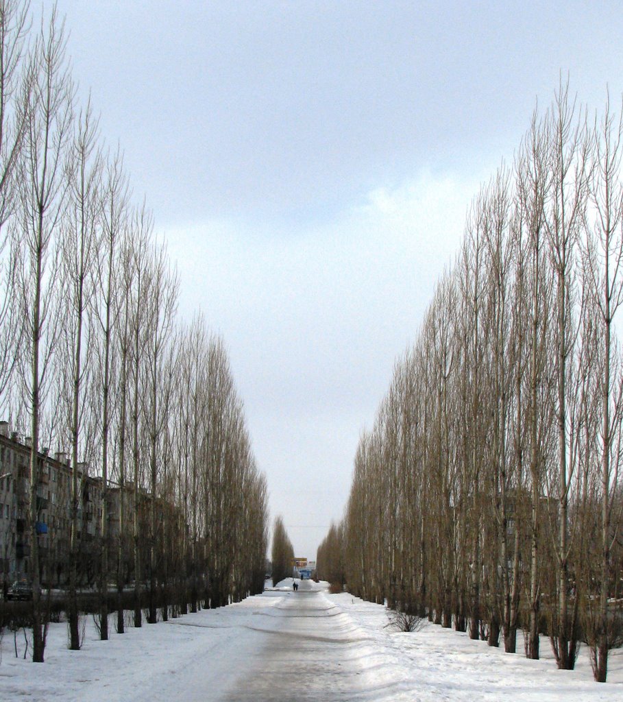Аллея деревьев на ул.Свердлова, Шадринск