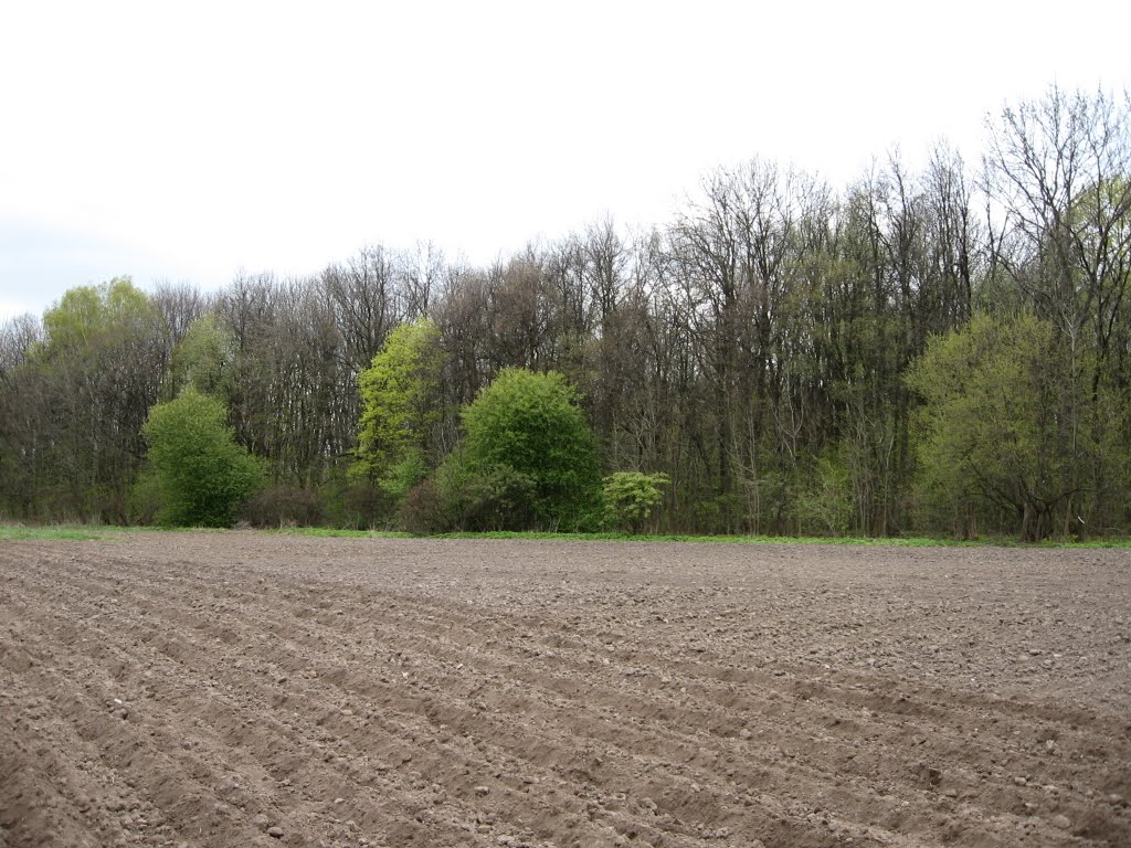 Конышевский лес весной, апрель 2007 года, Конышевка