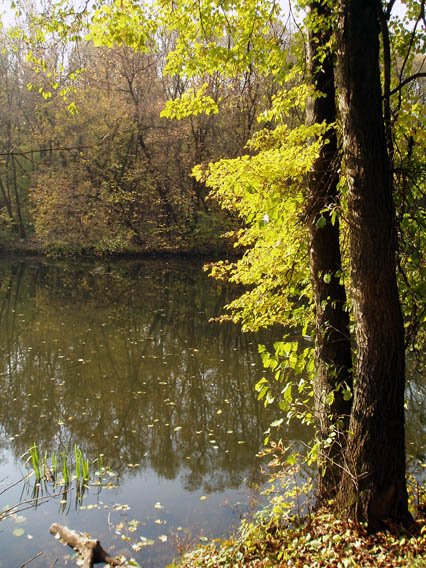 golden linden above autumn waters, Курск