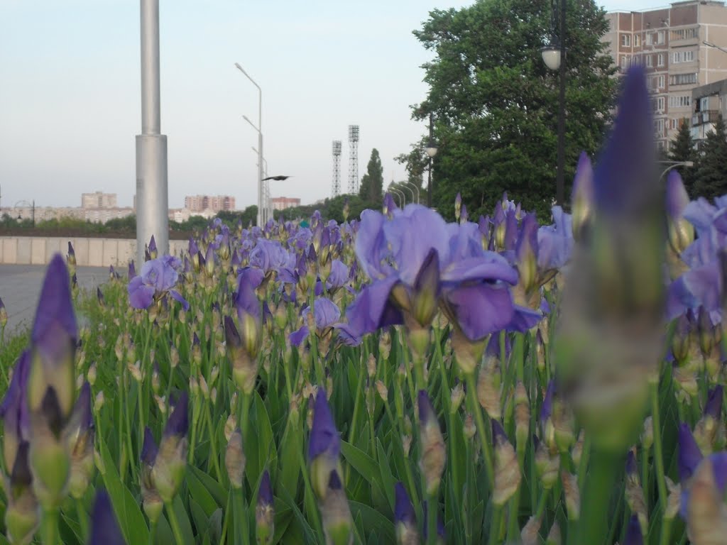 цветы на набережной, Курчатов