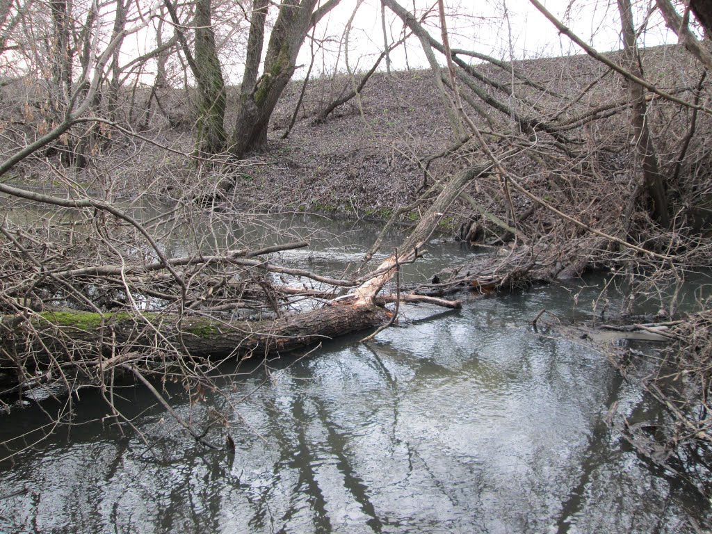 Речка Грайворонка, подпруженная бобровой плотиной, возле д. Дицево, Кшенский