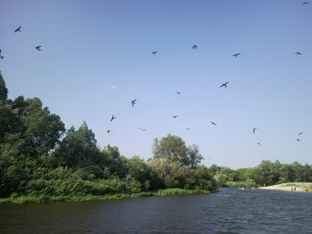 Russia. Kursk region. The river Seym. The swallows., Прямицыно