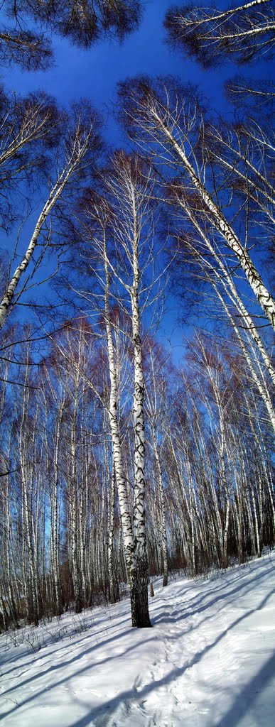 In winter birch wood, Тим