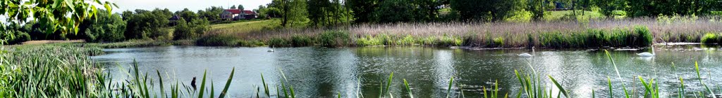 Swans on a pond Лебеди на пруду, Тим