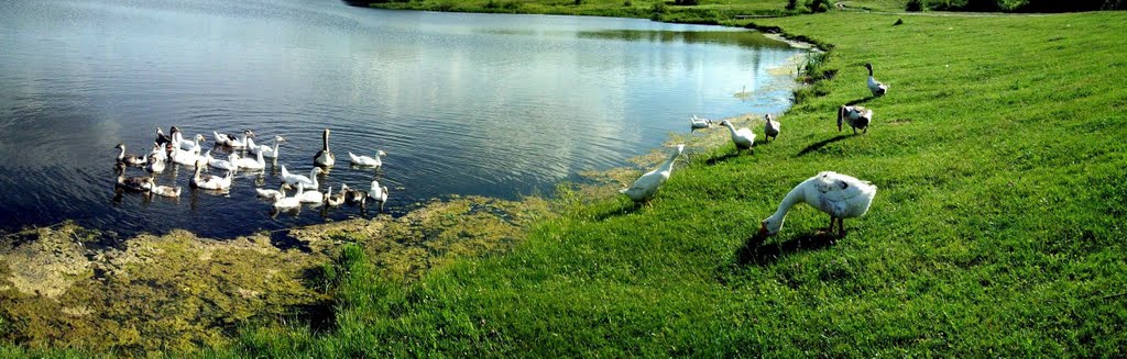 Geese on a pond Гуси на пруду, Тим