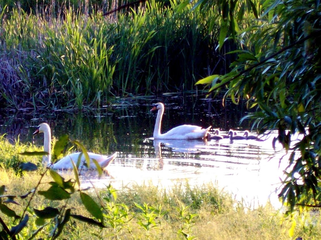 Swan Лебеди с лебедятами, Тим
