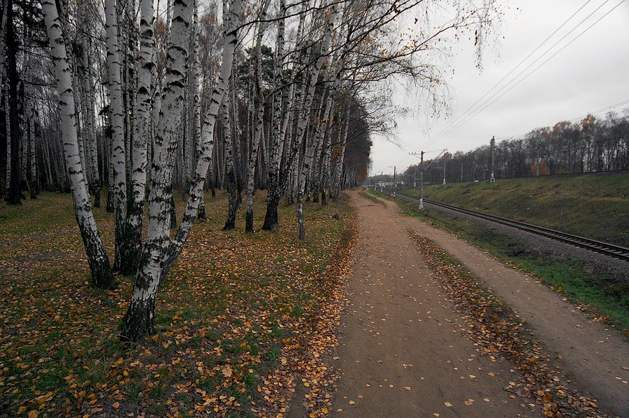 Г королев комитетский лес