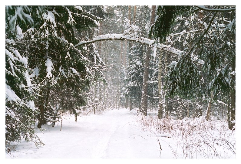 Winter forest near Balashikha, Балашиха