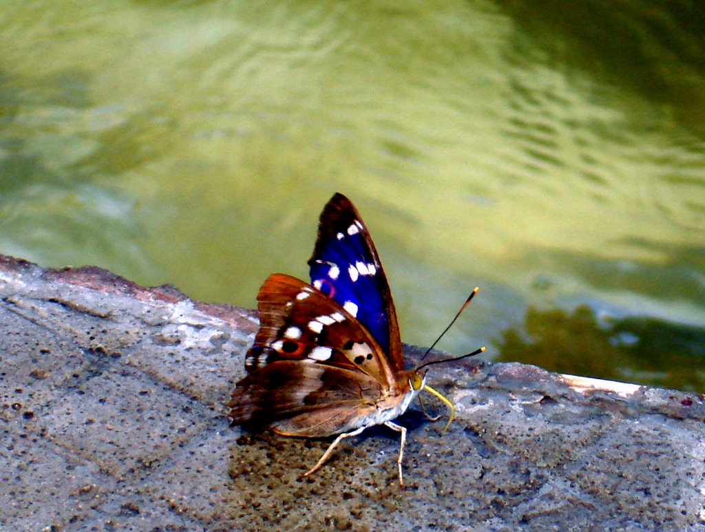Бабочка у воды (Butterfly near water), Балашиха