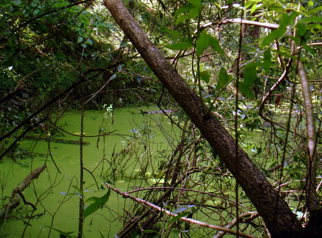 Наше болото (Our bog), Балашиха