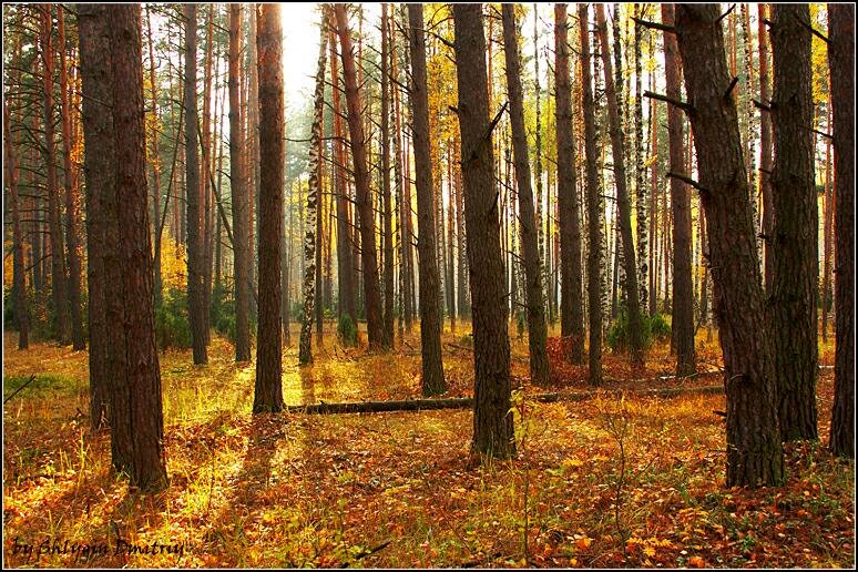 Осенний лес, Белоомут