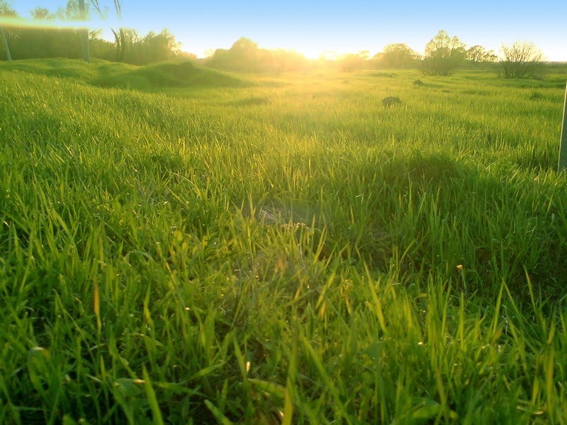 Fantasy grass, Бронницы