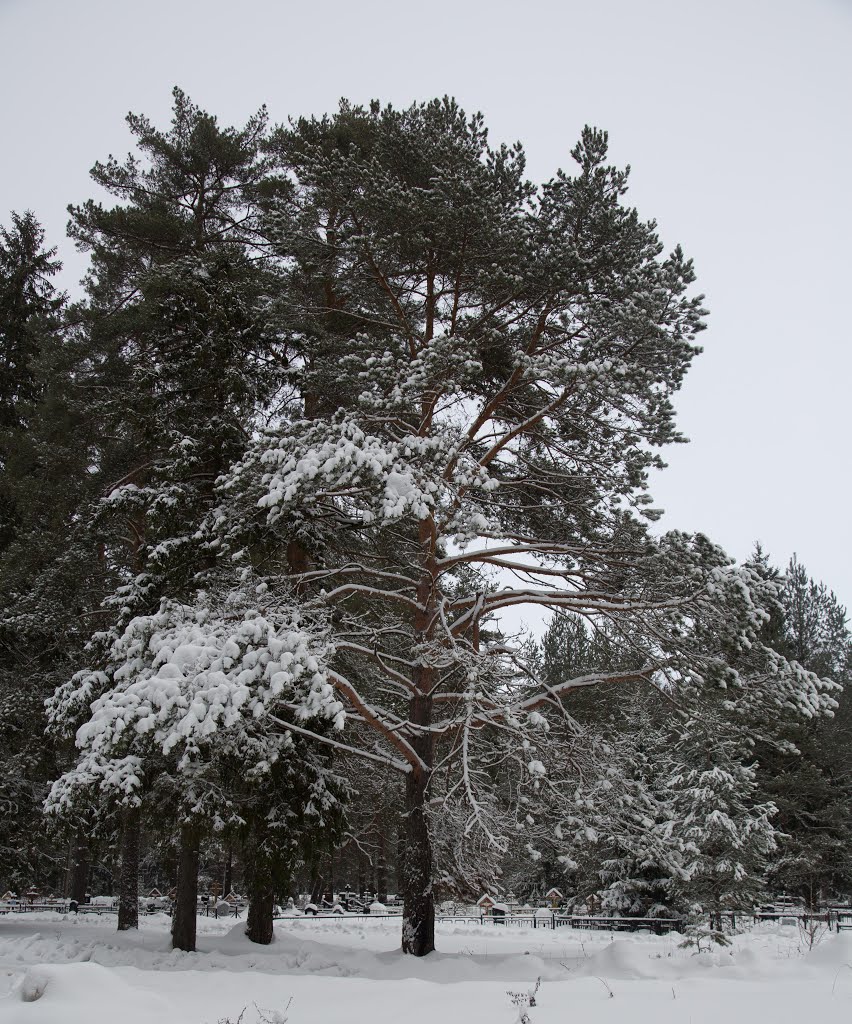 The winter forest  Зимний лес, Вербилки