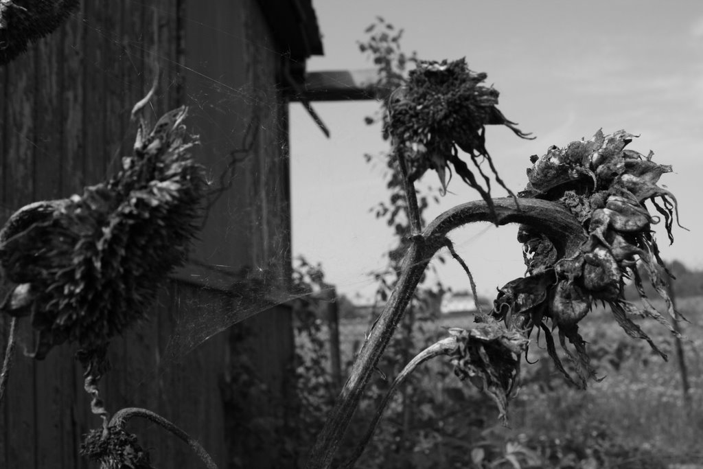 Dead Sunflower, Видное