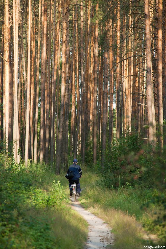 At morning in a pine forest, Внуково