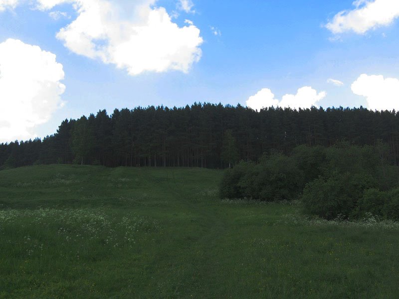 Dedovsk forest. 13/06/2009., Дедовск