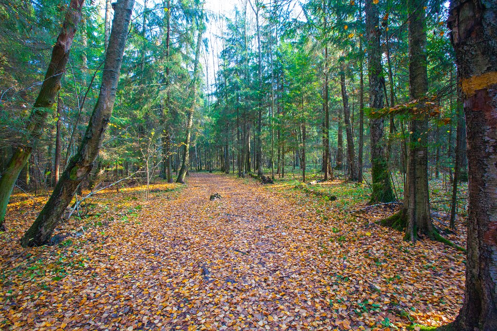 Осенний лес (До вандалов на квадроциклах), Дубки