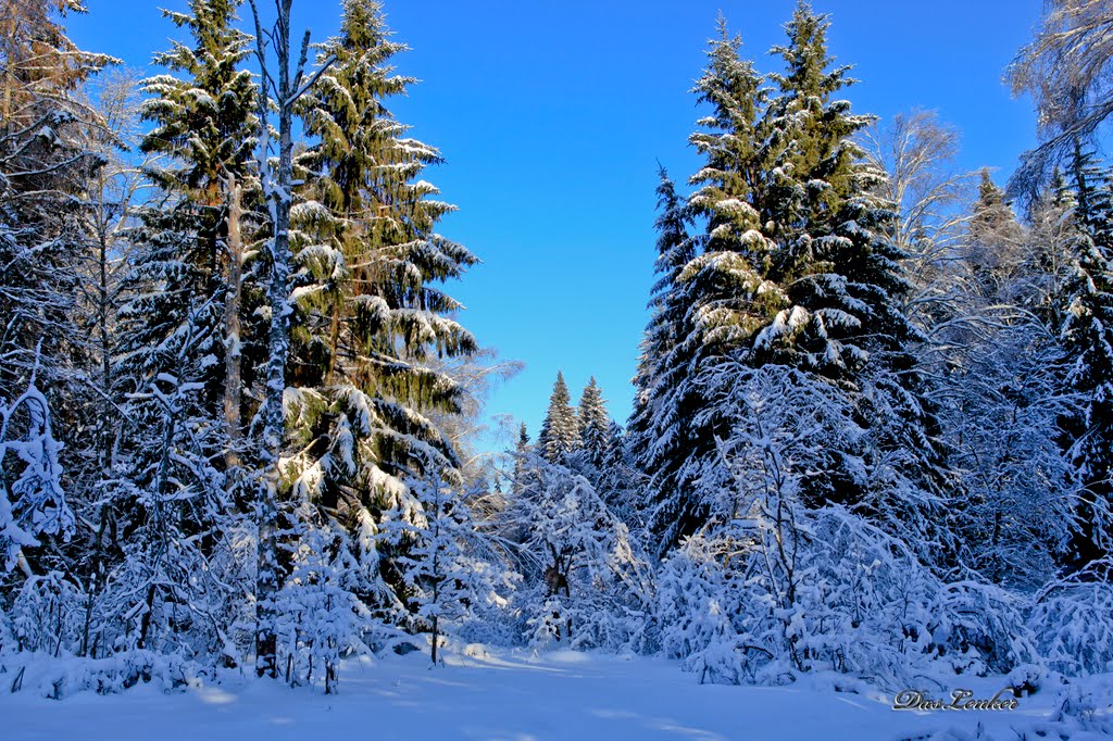 Снежный лес, Дубки