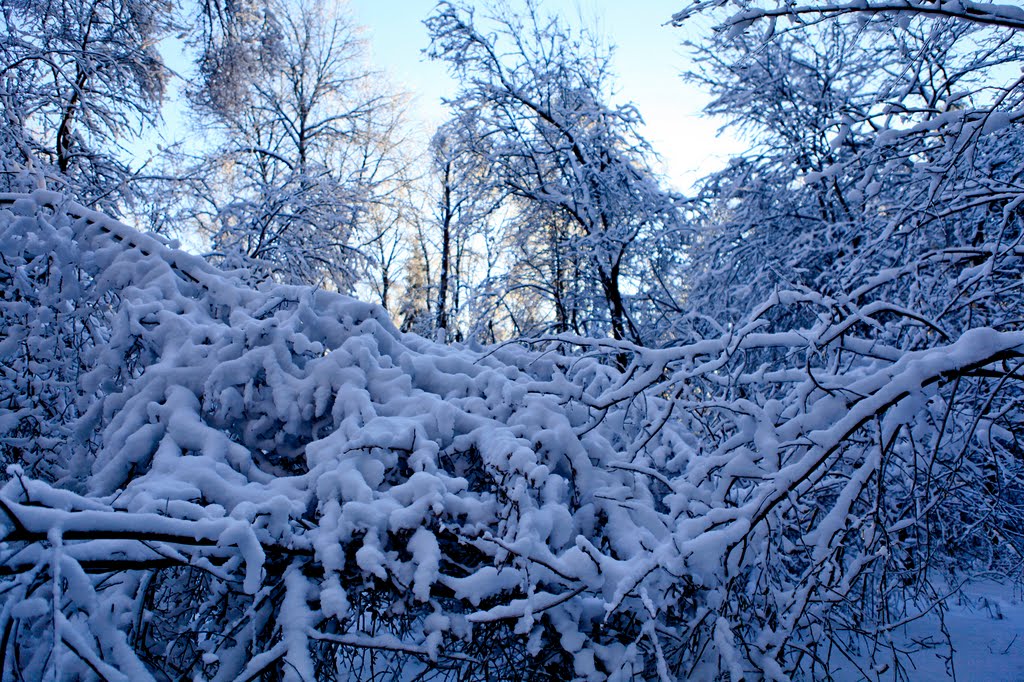 Зима 2011, Дубки
