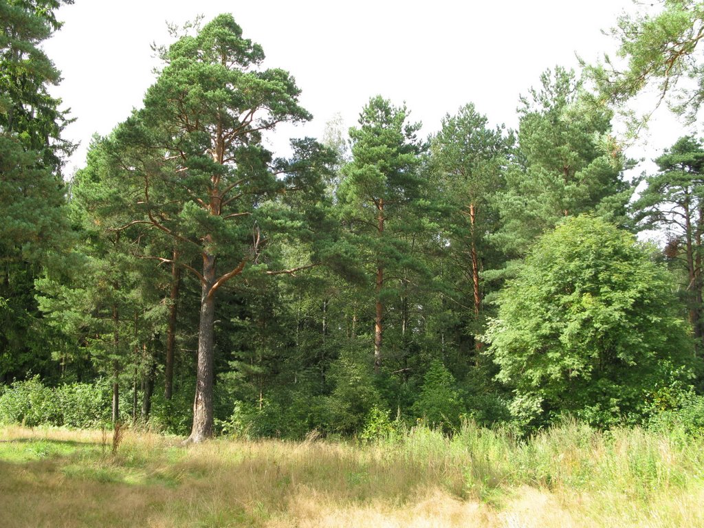 Dubna woods, Дубна