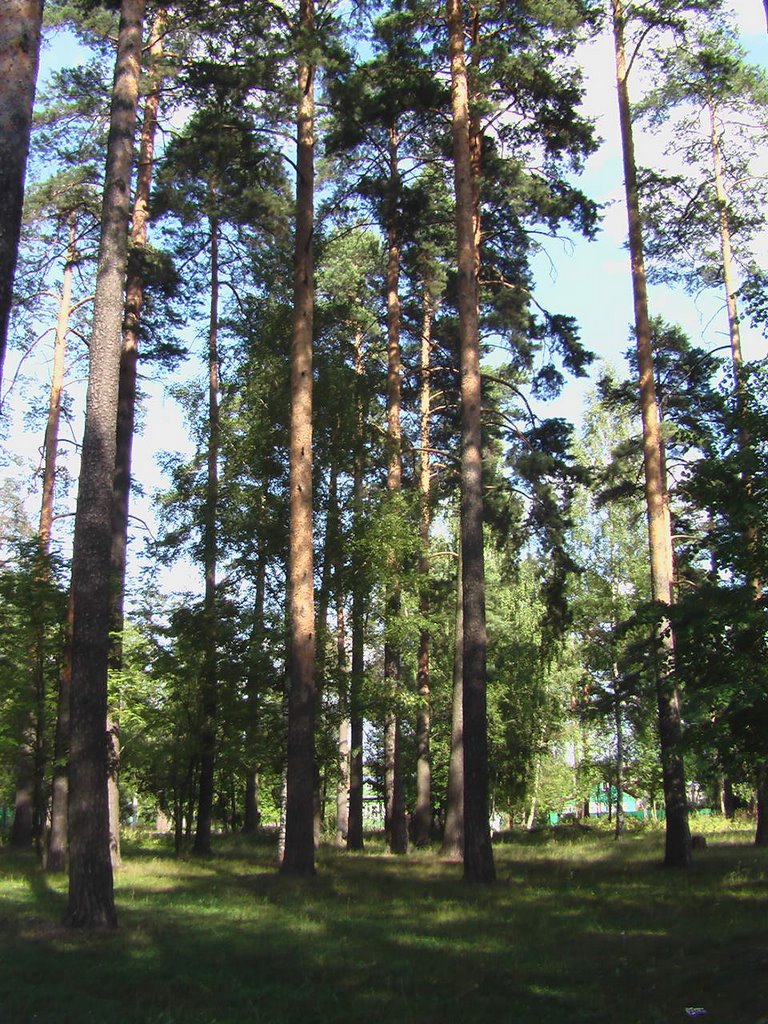 Сосновый лес около Больничного комплекса, Егорьевск