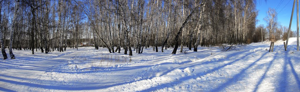 Лес у ж/д платформы "Весенняя". Начало марта 2011 г., Железнодорожный