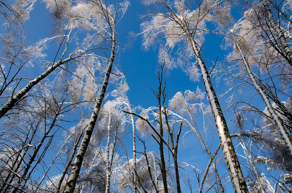 Деревья одетые в зиму - Trees dressed at winter, Железнодорожный