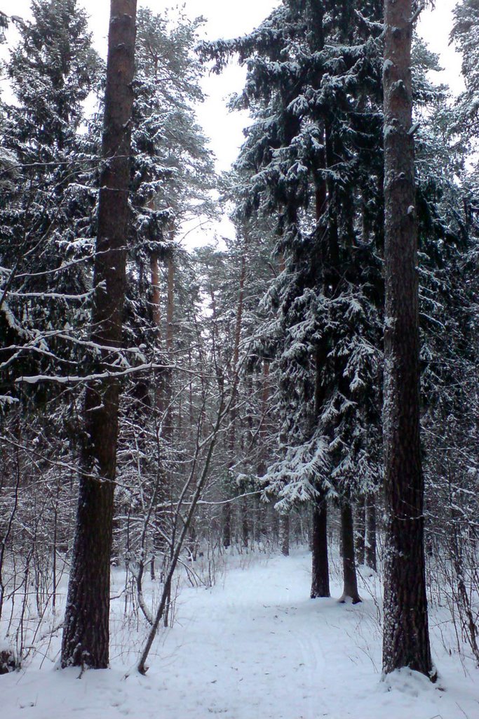 Зима в парке, Жуковский