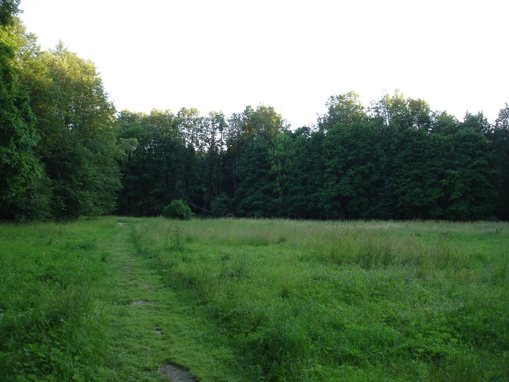 Полянка в лесу, Загорянский