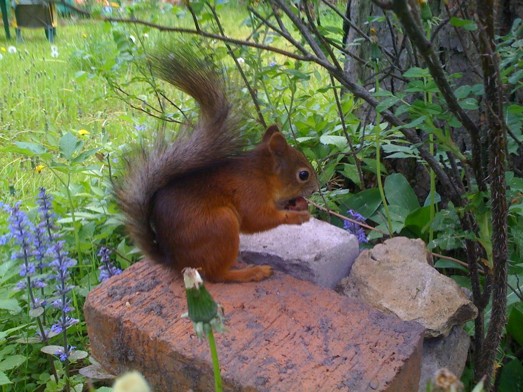 Squirrel, Загорянский