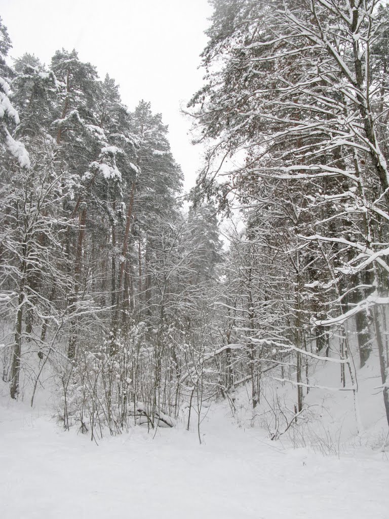 Winter forest 3, Звенигород