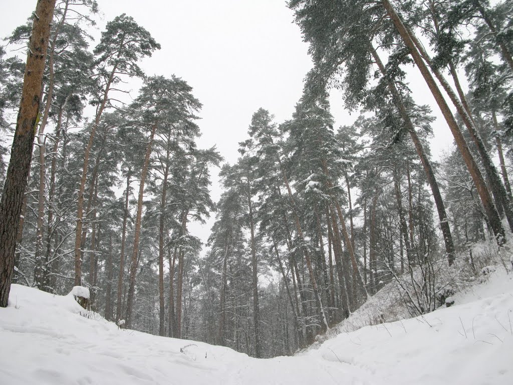 Winter forest 4, Звенигород