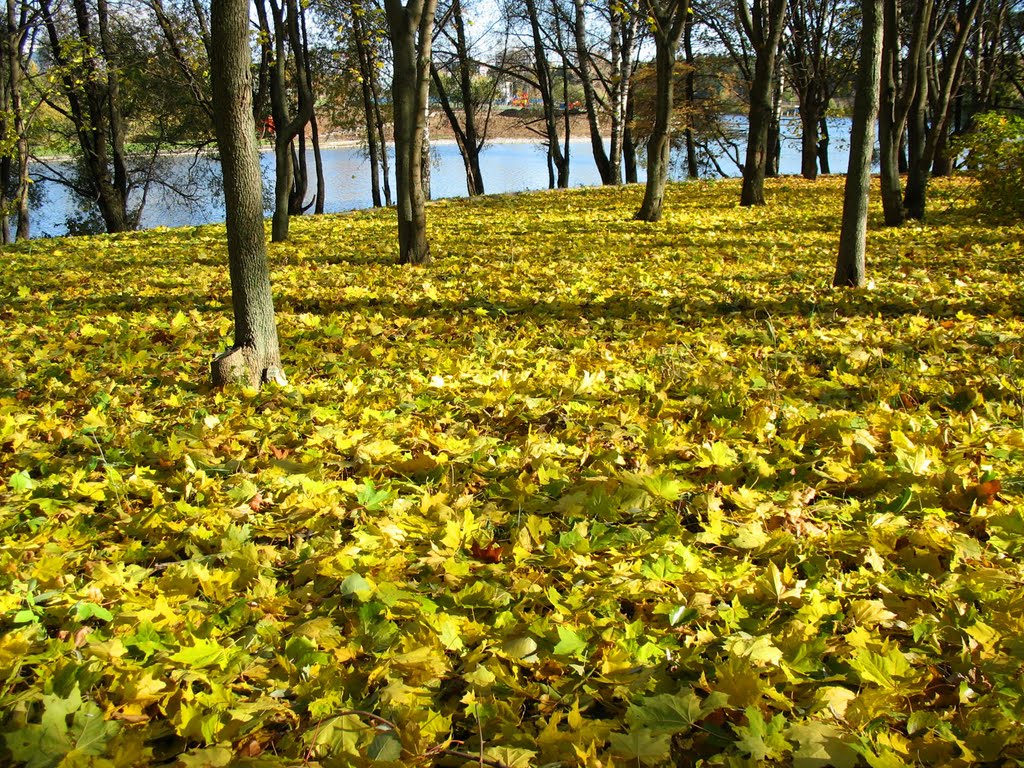 На ковре из желтых листьев ... / Carpet of maple leaves, Зеленоград