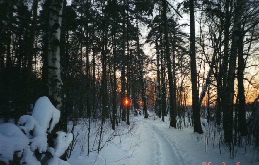 Лыжня в лесу, Ивантеевка