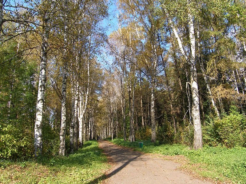 Листья московская область ивантеевка ивантеевское шоссе фото Листья московская область ивантеевка ивантеевское шоссе фото