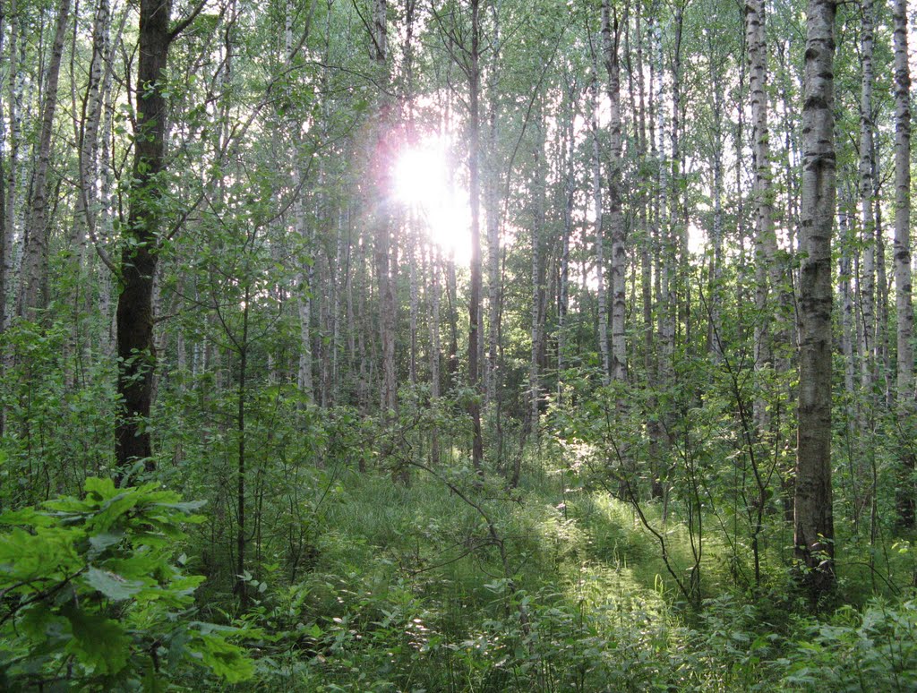 Вечерний лес (Evening wood), Икша