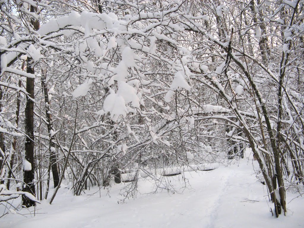 Снежные кружева (Snow laces), Икша