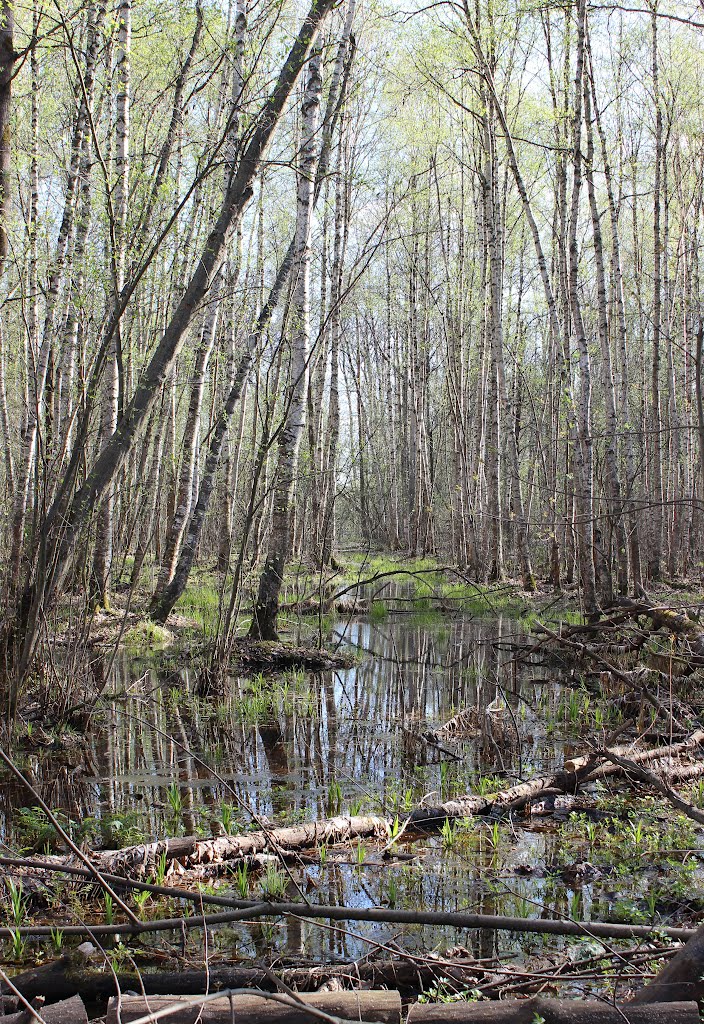Весенний лес (Spring wood), Икша