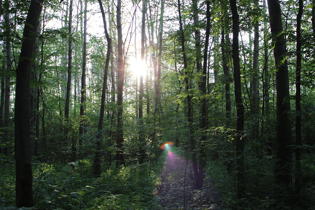Вечер в лесу (Evening in the wood), Икша