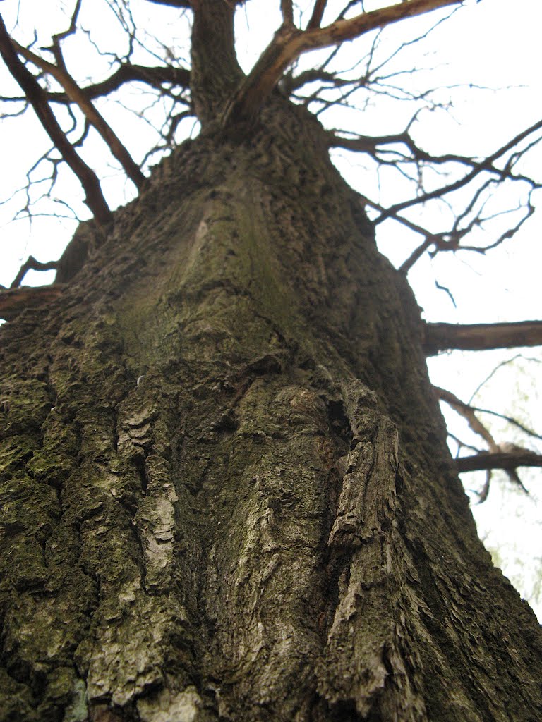 Старое дерево (Old tree), Икша