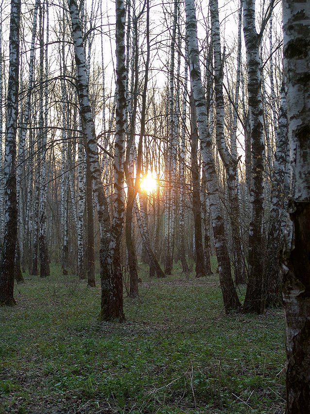 Лес рядом с Климовском. Май 2004 года, Климовск