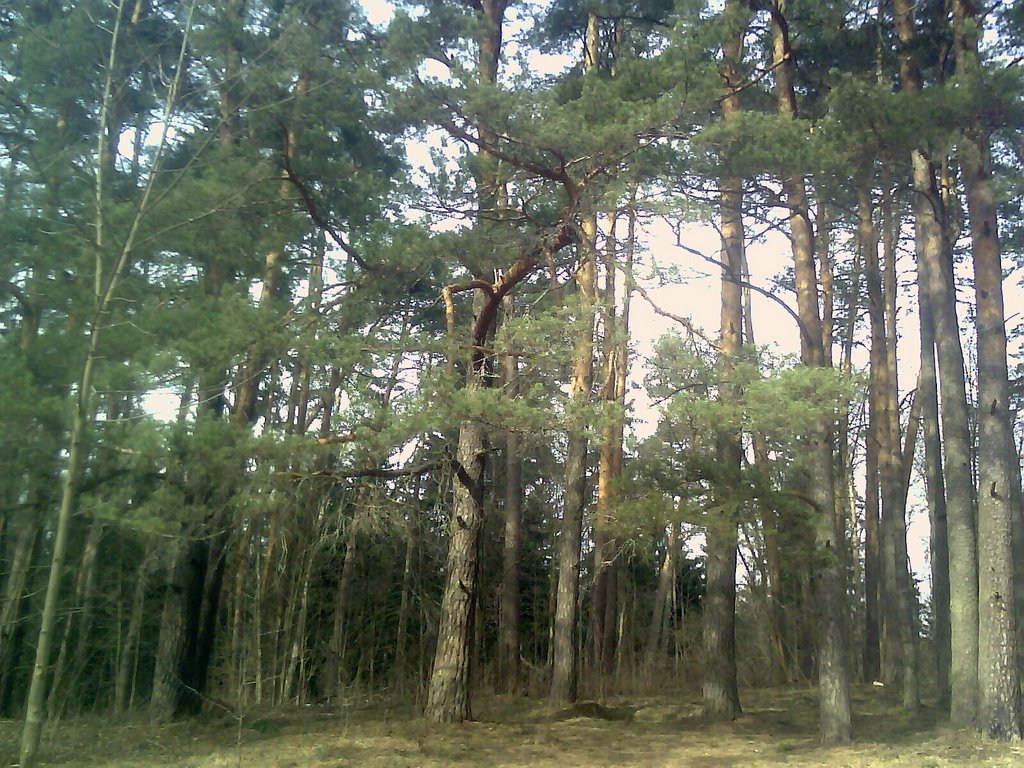 Лес 5, Кожино