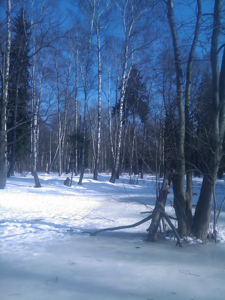 Зимний лес, Кокошкино