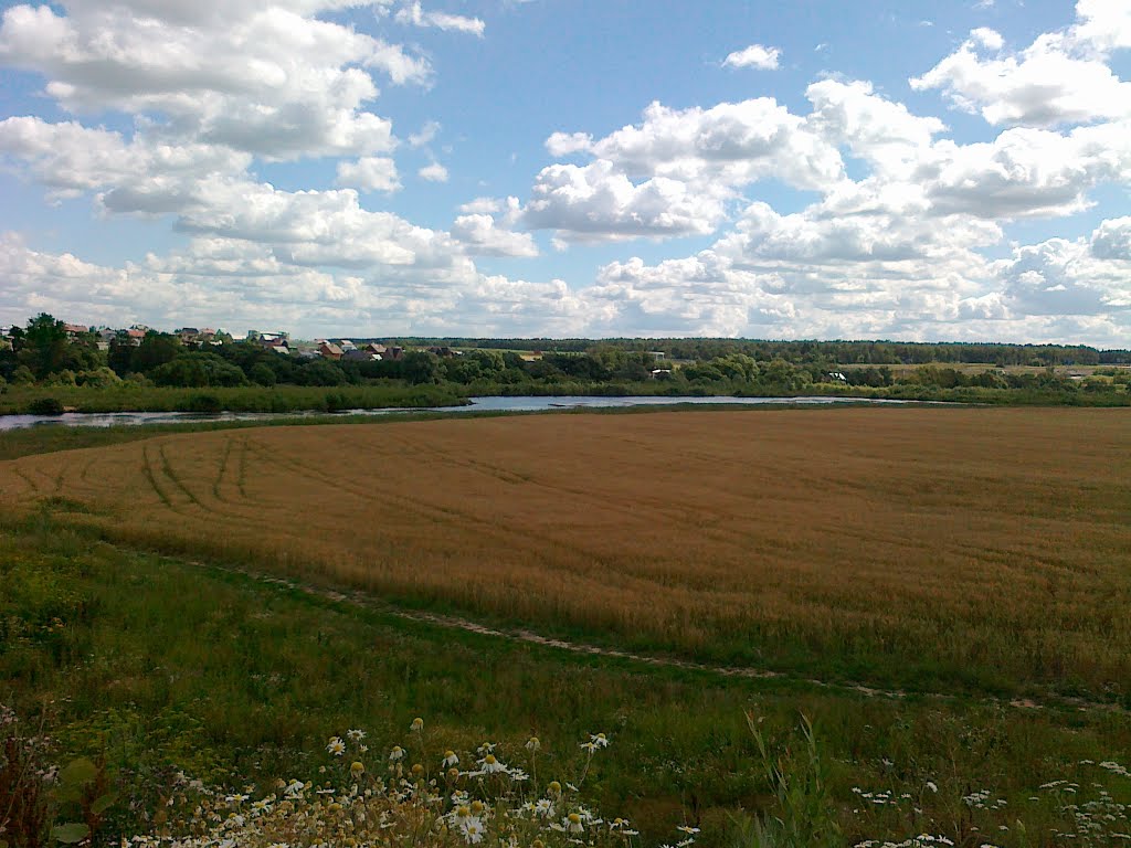 Поле пшеницы недалеко от Внуково, Кокошкино