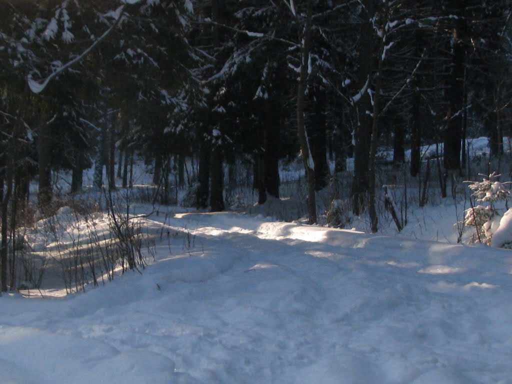 Winter forest, Колюбакино
