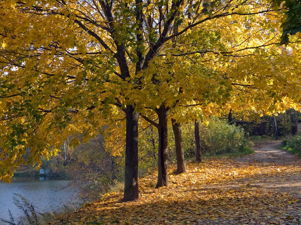 Yellow Trees, Красково